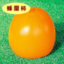 【カキノキ属】渋柿 蜂屋柿(2年生接ぎ木苗) 4号LLポット