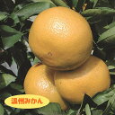 【温州系柑橘ミカン属】温州みかん（接木苗）4号LLポット