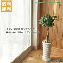 送料無料!観葉植物【パキラ属】パキラ丸陶器6号鉢
