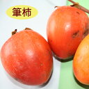 【カキノキ属】甘柿 筆柿(二年生接木苗)4号LLポット...