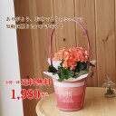 送料無料!鉢花ギフトシャービーシックなレッドバスケ