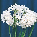 予約球根【水仙】芳香ガリル(2球入)