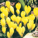 予約球根【クロッカス】花壇用 黄色(12球入り)