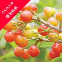【サクラ属】さくらんぼ暖地桜桃（接木苗）6号ポット
