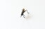 【2個セット】昆虫模型 すずむし(メス)(約)全長5cm 胴体1.3cm 高さ2cm ※単品の販売はございません