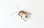 【2個セット】昆虫模型 こおろぎ(約)全長5cm 胴体2.7cm 高さ1.5cm