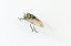 昆虫模型 ひぐらし(約)全長5.5cm 胴体3.3cm 高さ1.7cm