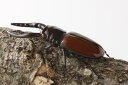 昆虫模型 くわがた 約8.5cm(からだ・あおあご部分)