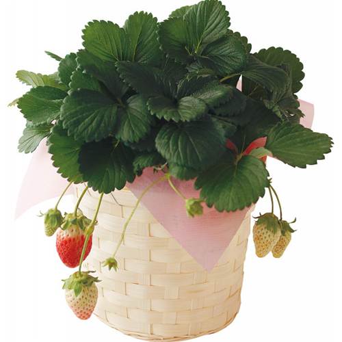 母の日 イチゴ鉢植え「夏子」 プレゼント ギフト 2012【代引不可】