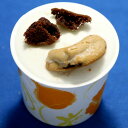 カップアイス アイスクリーム ジェラート マミークッキー&ビスコッティークリーム クッキーバニラのやさしい味 時折りチョコチップの風味と歯ざわり 魁ジェラートアイスクリーム