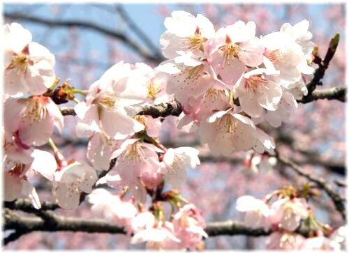 サクラ　安行寒桜　接木苗　1本