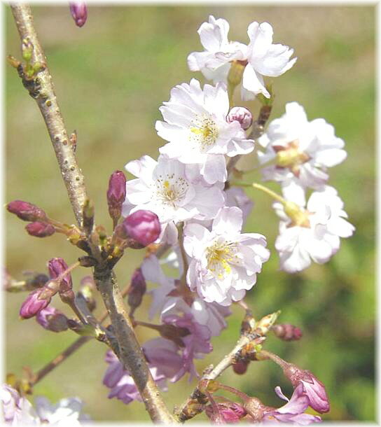 サクラ　菊咲彼岸桜　接木苗　1本