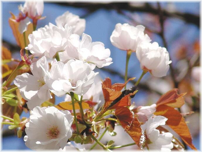 サクラ　松前薄紅九重　接木苗　1本