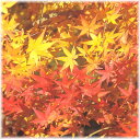 モミジ 小葉イロハ 3.5号接木ポット苗 1本(入荷予定:2...