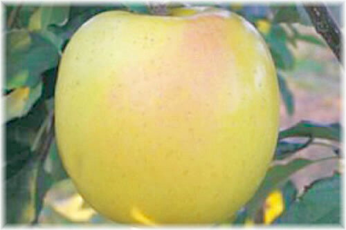 リンゴ　もりのかがやき(PVP）　接木苗　1本（セール）
