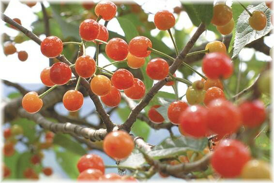 鈴なり暖地桜桃　接木苗1本　（入荷時期：2012年3月頃）