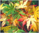 モミジ 舞森 接木ポット苗 1本(入荷予定:2017年10月...