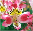 アルストロメリア マドンナ ポット植え球根 1球(入荷予定:2017年10月下旬頃)