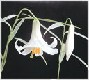 白花ジンリョウユリ 球根 1球(入荷予定:2016年11月頃)