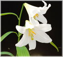 白花ヒメサユリ 球根 1球(入荷予定:2016年11月頃)