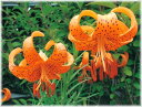 戸隠ヒメタニマユリ ポット植え球根 球根 1球(入荷予定:2017年11月頃)