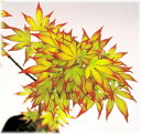 モミジ 爪紅 接木苗 1本(入荷予定:2017年11月頃)