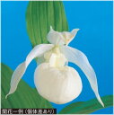 中国白花アツモリソウ 開花予定芽 1芽付(入荷予定:2017年11月下旬頃)