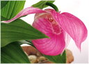 大輪南部アツモリソウ 開花予定芽 1芽付(入荷予定:2017年11月下旬頃)