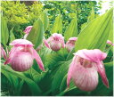 南部アツモリソウ 開花予定芽 1芽付(入荷予定:2017年11月下旬頃)