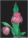紅原アツモリソウ 開花予定芽 2芽付(入荷予定:2017年12月頃)