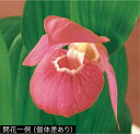 四川紅花系アツモリソウ 開花予定芽 3〜4芽付(入荷予定:2017年12月頃)