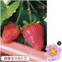 イチゴ 桃娘 ポット苗 3株(入荷予定:2018年10月下旬...