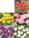 チューリップ 八重咲き 5種 球根各12球 計60球(入荷予定:2019年10月下旬~11月頃)