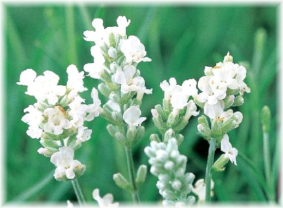 50音でさがす花言葉 ラベンダー 白 の花言葉