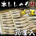 北海道産　本ししゃも　メス　30尾入り