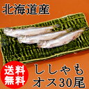 (送料無料) 北海道産 ししゃも オス 30尾 特大 柳葉魚 ギフト 北海道 海産物 お取り寄せ 海鮮 貰って嬉しい 贈答 贈物 海鮮小樽 /クール便