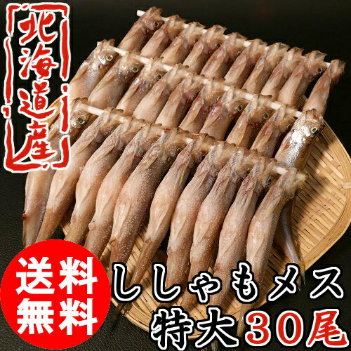 送料無料 ギフト 北海道産 子持ち ししゃも メス　30尾 特大 柳葉魚 北海道 海鮮 貰って嬉しい 贈答 贈物 クール便