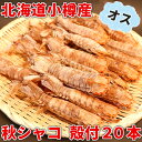秋シャコ 小樽産 オス 殻付20本 蝦蛄 しゃこ 北海道 海...