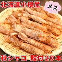 秋シャコ 小樽産 メス 殻付20本 蝦蛄 しゃこ 北海道 海...