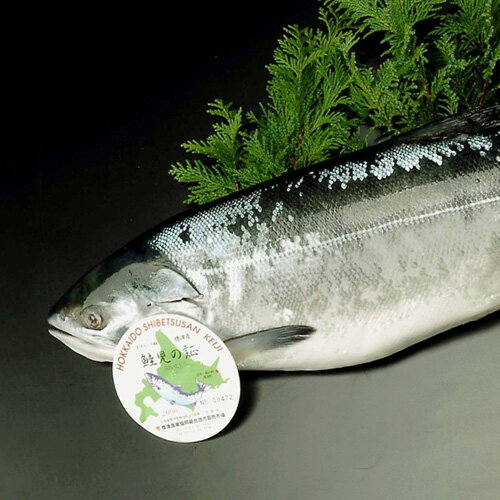 【送料無料】幻の鮭 鮭児(けいじ)2.5~2.9kg