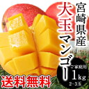 [ご家庭用]宮崎県産大玉マンゴー約1kg[2〜3玉]3セットまで1配送でお届け佐川クール［冷蔵］便でお届け宮崎県産/マンゴー/300g以上/大玉/送料無料