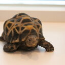 2000円クーポン獲得可★ペットバンク PET BANK インドホシガメ STAR TORTOISE 1168【貯金箱 動物 置き物 置物 500円玉 フィギュア リアル おもしろ オブジェ かわいい 北欧 テイスト おしゃれ 雑貨 亀 カメ 新生活 インテリア プレゼント】