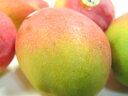 【送料無料】メキシコ産アップルマンゴー・2個入り　甘くて濃厚な味わいは絶品！国産マンゴーに匹敵する輸入最高峰マンゴー！　マラソン1207P10