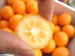 ͽɤ˺Ŭ餴ȡ֥ѥáפ󤫤̾ϵܺꡪϤ󤫤