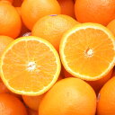 【送料無料】カリフォルニア産 ミネオラ タンジェロ3kg