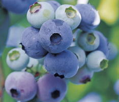 եå塪˥֥롼٥꡼170gx2ѥå