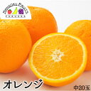 【送料無料】アメリカ産 オレンジ 中 20玉