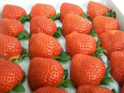 ɸϿޤܤΡ⤤1624γ⤤