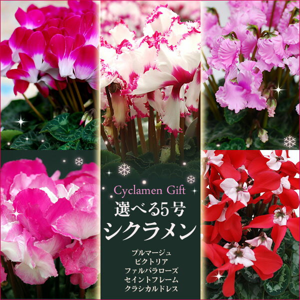 特上株シクラメン鉢植えギフト白花に赤やピンクの縁取りが美しい、フリンジ咲きの当店人気No.1シクラメン