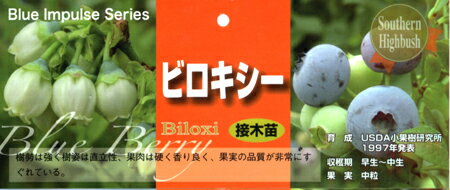 ブルーベリー鉢植え【ビロキシー】【接木苗】（サザンハイブッシュ系）5号ブルーインパルスシリーズ！